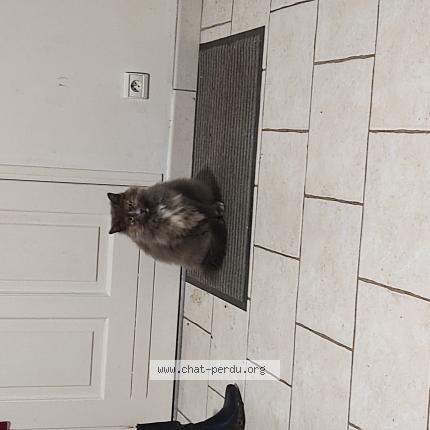 Photo 1/1 Bambina Chat lost in Bu