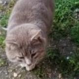 Picture of cat lost at Jaulgonne