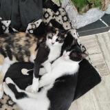 Picture of cat lost at Fontenay Le Comte