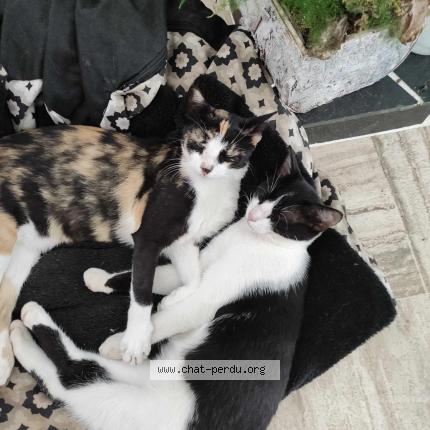 Photo 1/1 Poupée Chat lost in Fontenay le comte