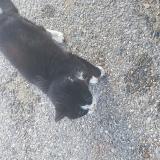 Picture of cat found at Flassans Sur Issole