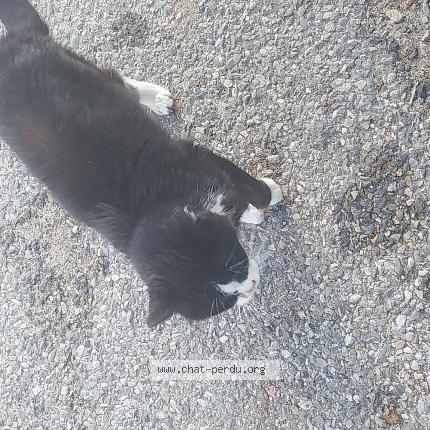 Photo 1/1 Found cat Found in Flassans sur issole