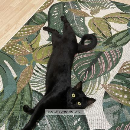 Foto 2/2 Wiedergefundene Katze Verloren in Belvaux