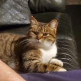 Picture of cat lost at Scherwiller