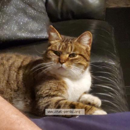 Photo 1/1 Mao Chat lost in Scherwiller