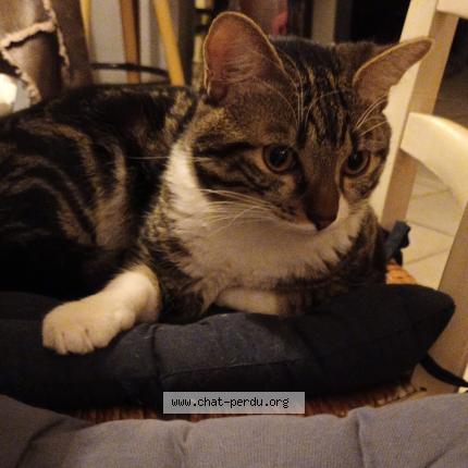 Photo 1/1 UPPY Chat lost in Cheffois