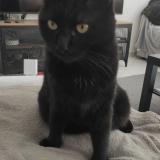 Picture of cat lost at Monteux