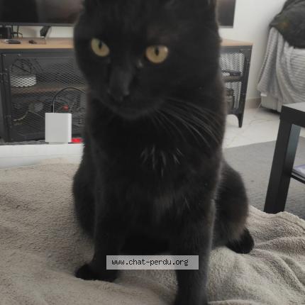 Photo 1/4 Narco surnom Néné Chat lost in Monteux