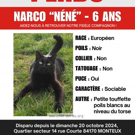 Photo 2/4 Narco surnom N&eacute;n&eacute; Chat lost in Monteux