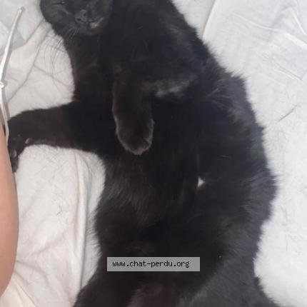 Photo 3/4 Narco surnom Néné Chat lost in Monteux