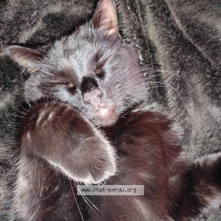 Photo 4/4 Narco surnom Néné Chat lost in Monteux