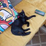 Picture of cat lost at 29200 Brest