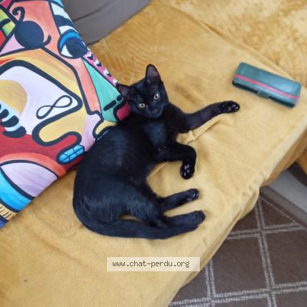 Photo 1/1 Cat reunited Lost in 29200 brest