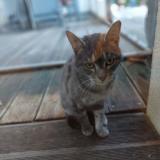 Picture of cat found at St Nazaire