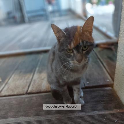 Photo 1/1 Found cat Found in St nazaire