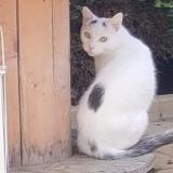 Picture of cat lost at Le Meux