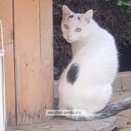 Photo 1/1 Snow Chat lost in Le meux