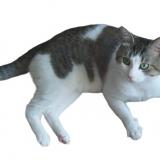 Picture of cat lost at Arras