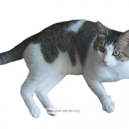 Photo 1/1 Shishwi Chat lost in Arras