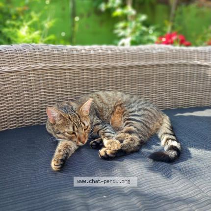 Foto einer verlorenen Katze in Boudry