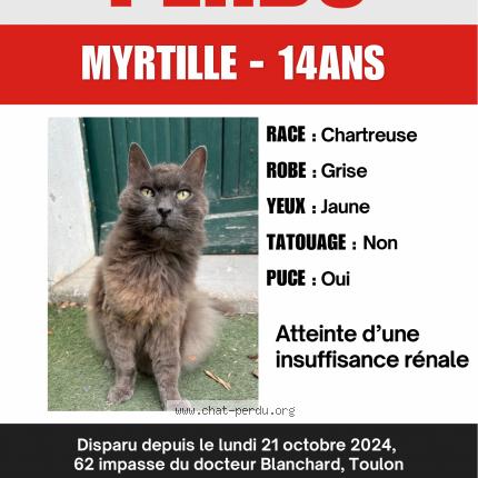 Photo 1/1 Myrtille Chat lost in Toulon