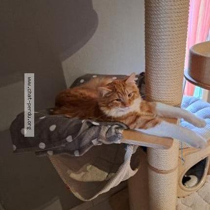 Photo 1/1 WHISKEY Chat lost in Longwy