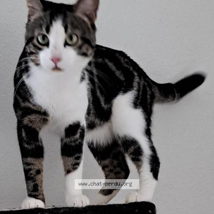 Foto einer verlorenen Katze in Orbe