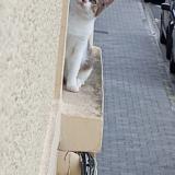 Picture of cat lost at Lievin