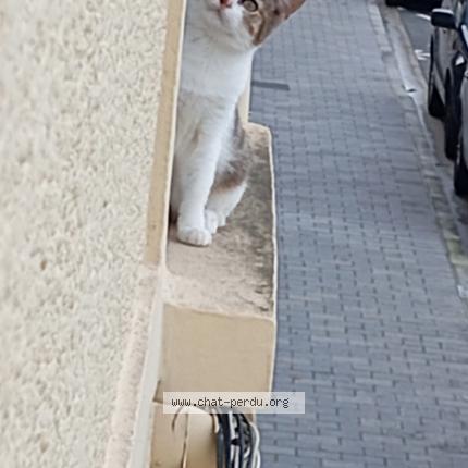 Photo 1/1 tigresse Chat lost in Lievin