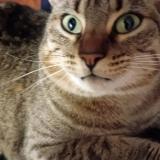 Picture of cat lost at Panazol