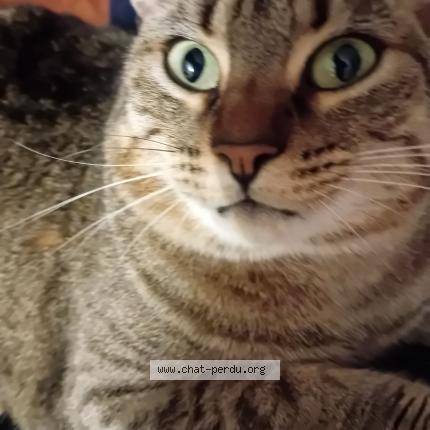 Photo 1/1 Sissi Chat lost in Panazol