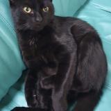 Picture of cat lost at Saulnieres