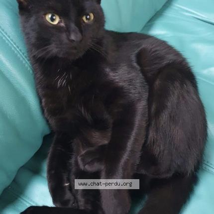 Photo 1/1 Cachou Chat lost in Saulnieres