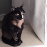 Picture of cat lost at St Clement Les Places