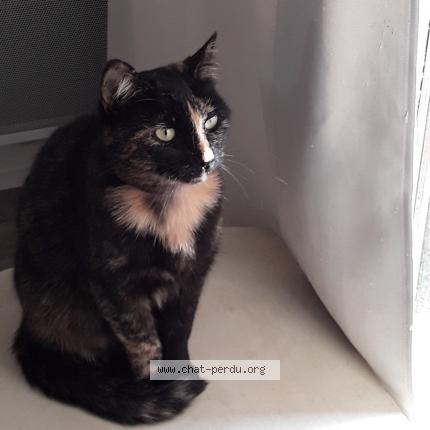 Photo 1/1 Iris Chat lost in St clement les places