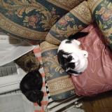 Picture of cat lost at Gueret 23000