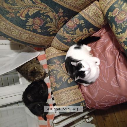 Photo 1/1 Fripouille Chat lost in Gueret 23000