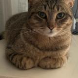 Picture of cat lost at La Bouilladisse