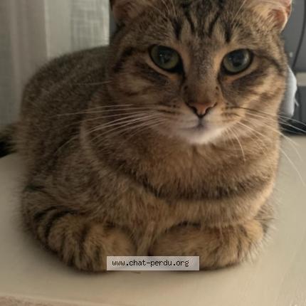 Photo 1/1 Harley Chat lost in La bouilladisse