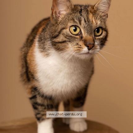 Foto 1/1 Kat teruggevonden Vermist in Grimbergen