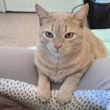 Picture of cat lost at Le Havre