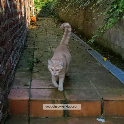 Foto van vermiste kat in Anvaing