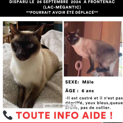 Photo 1/1 Siamois Chat lost in Frontenac lac megantic