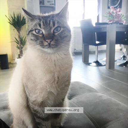 Photo 1/2 Mango Chat lost in Beaumont pied de boeuf