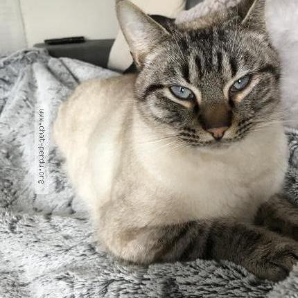 Photo 2/2 Mango Chat lost in Beaumont pied de boeuf