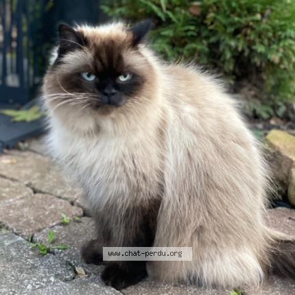 Photo 1/1 Jules Chat lost in Notre dame de l ile perrot