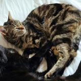 Picture of cat lost at Dole