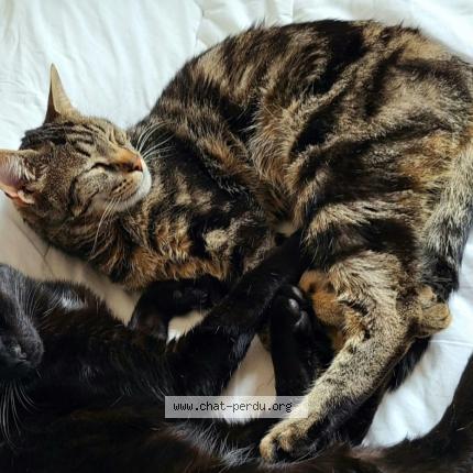 Photo 1/1 Cat reunited Lost in Dole