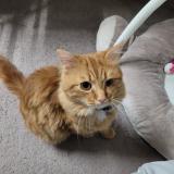 Picture of cat lost at Savigny Sur Orge