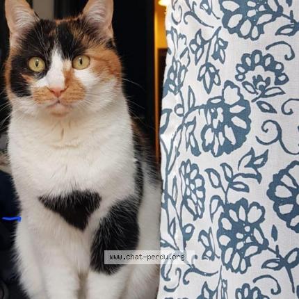 Foto 1/1 Kat teruggevonden Vermist in Uccle